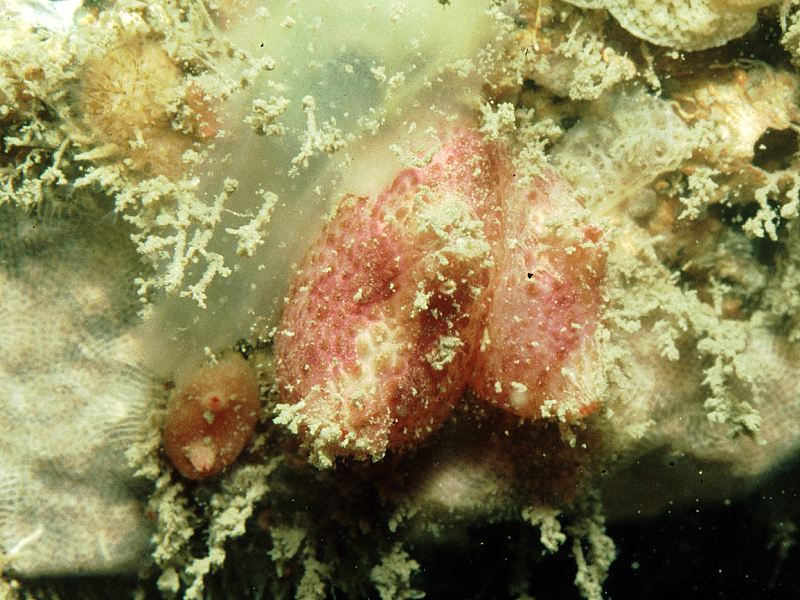 Pyura tessellata